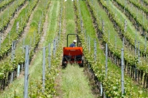 Employeur dans le domaine des vignes