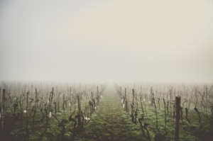 Gea Léognan Emploi dans les vignes