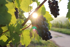 Vendanges