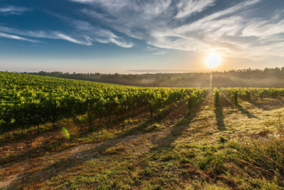 Vignes Bordelaises