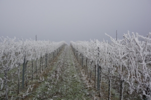 vigne-neige